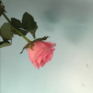 Meet your Posher, Kiley